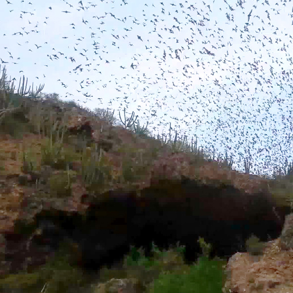 Cueva de los Murcielagos